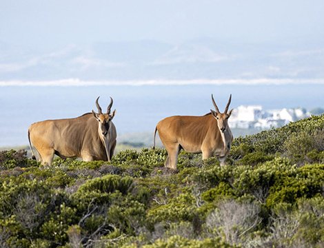 Commercial Property for Sale in Birkenhead Western Cape